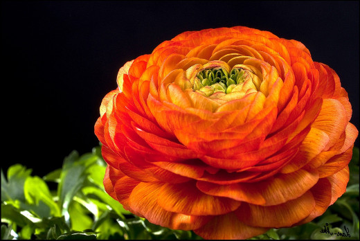 603642 (a): :2200x1470